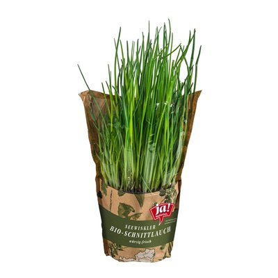 Bild von Ja! Natürlich Bio Schnittlauch im Topf
