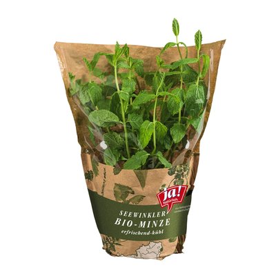 Bild von Ja! Natürlich Bio Minze im Topf