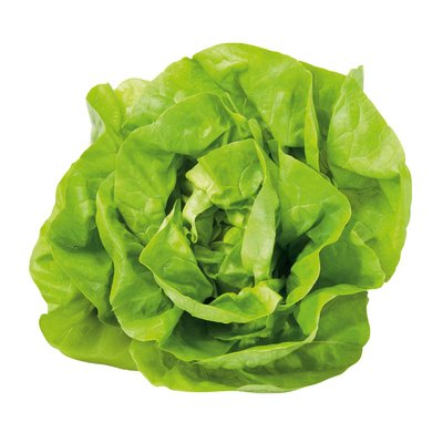 Bild von Häuptelsalat